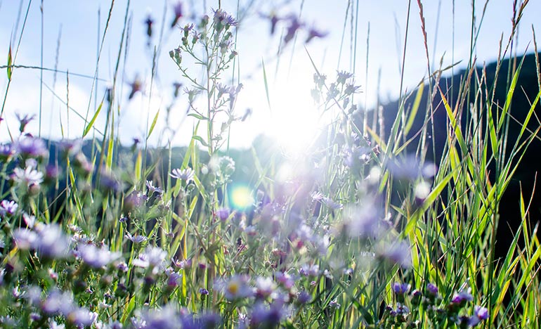 细察与献身 细察与献身